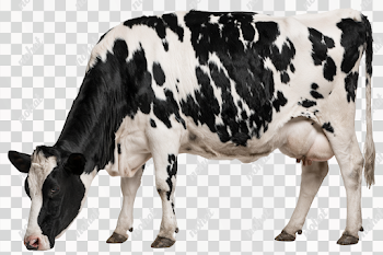 PNG Holstein Dairy Cow Grazing - Side Profile