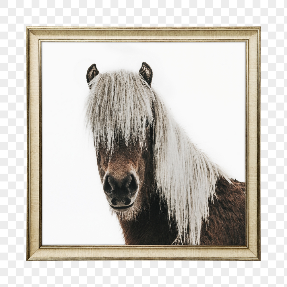 Png horse animal framed sticker, | Free PNG - rawpixel