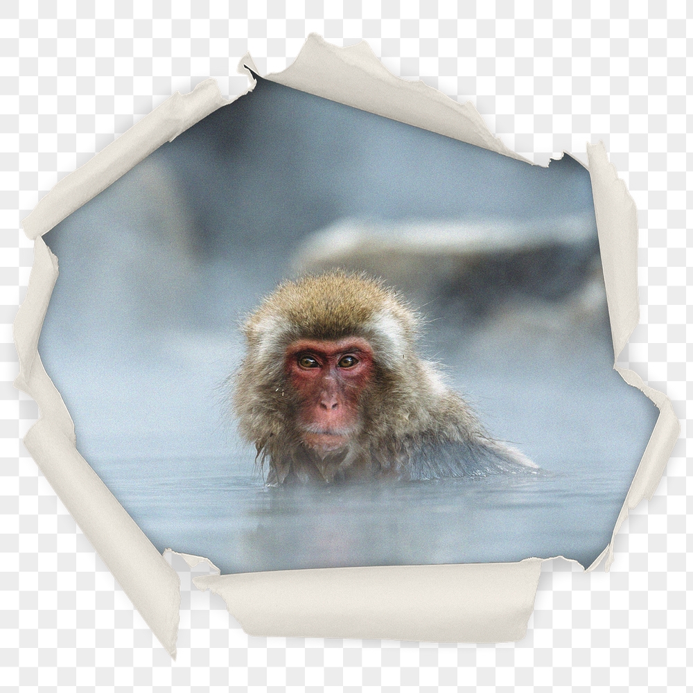 Png hot spring monkey badge | Free PNG - rawpixel