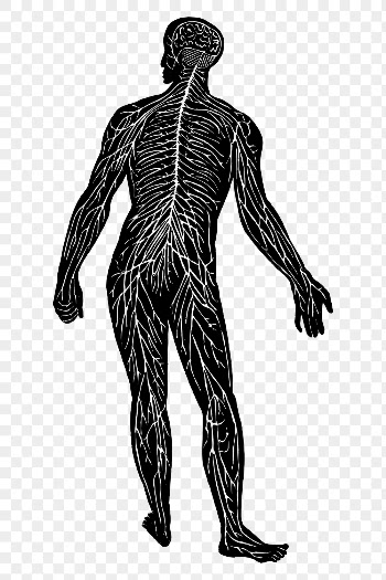 Png Human nerve system, anatomy | Free PNG - rawpixel