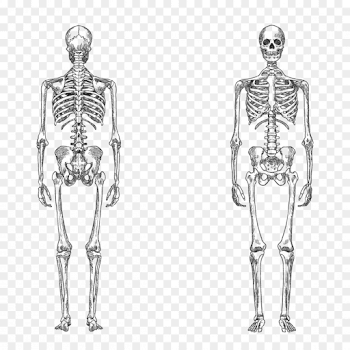 Png Human Skeleton Bone Human Body Anatomy Vector Huma | SOIDERGI