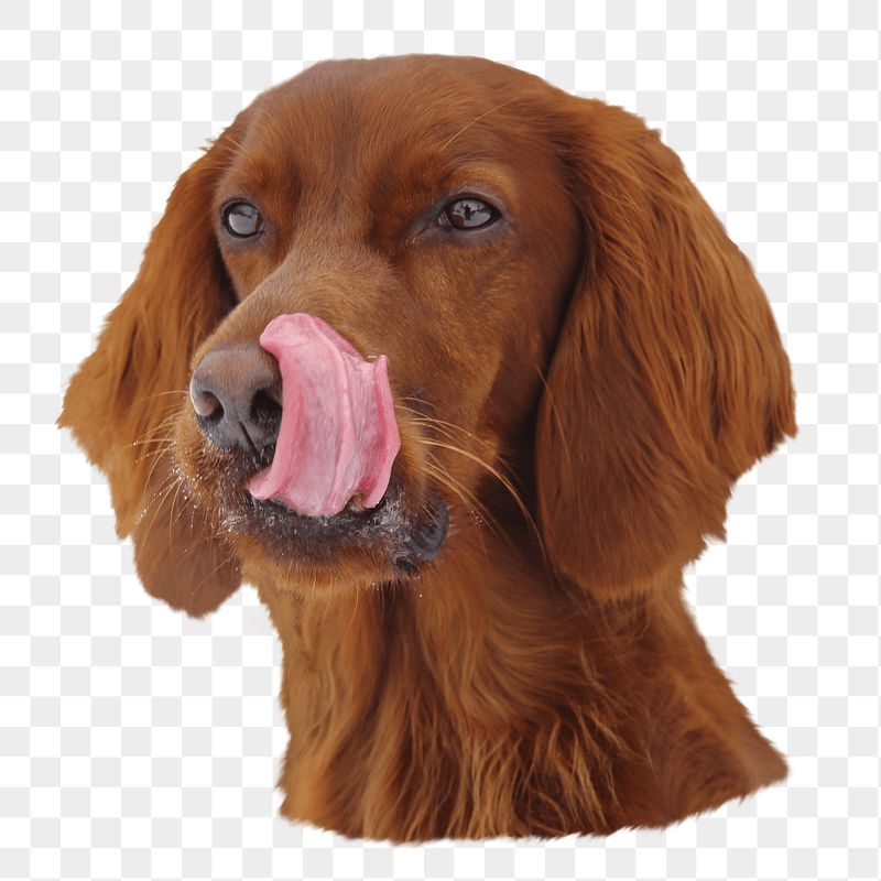 Png hungry brown dog sticker, | Free PNG - rawpixel