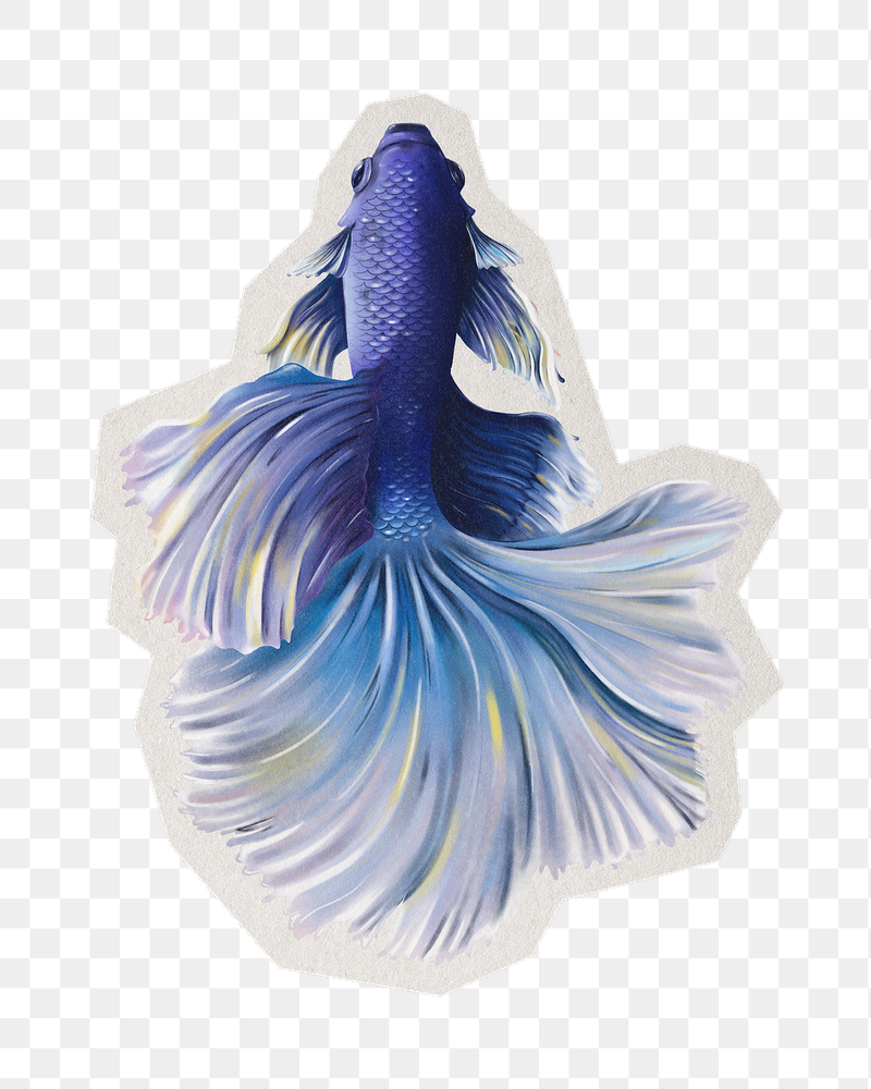 Png indigo betta fish  | Free PNG - rawpixel