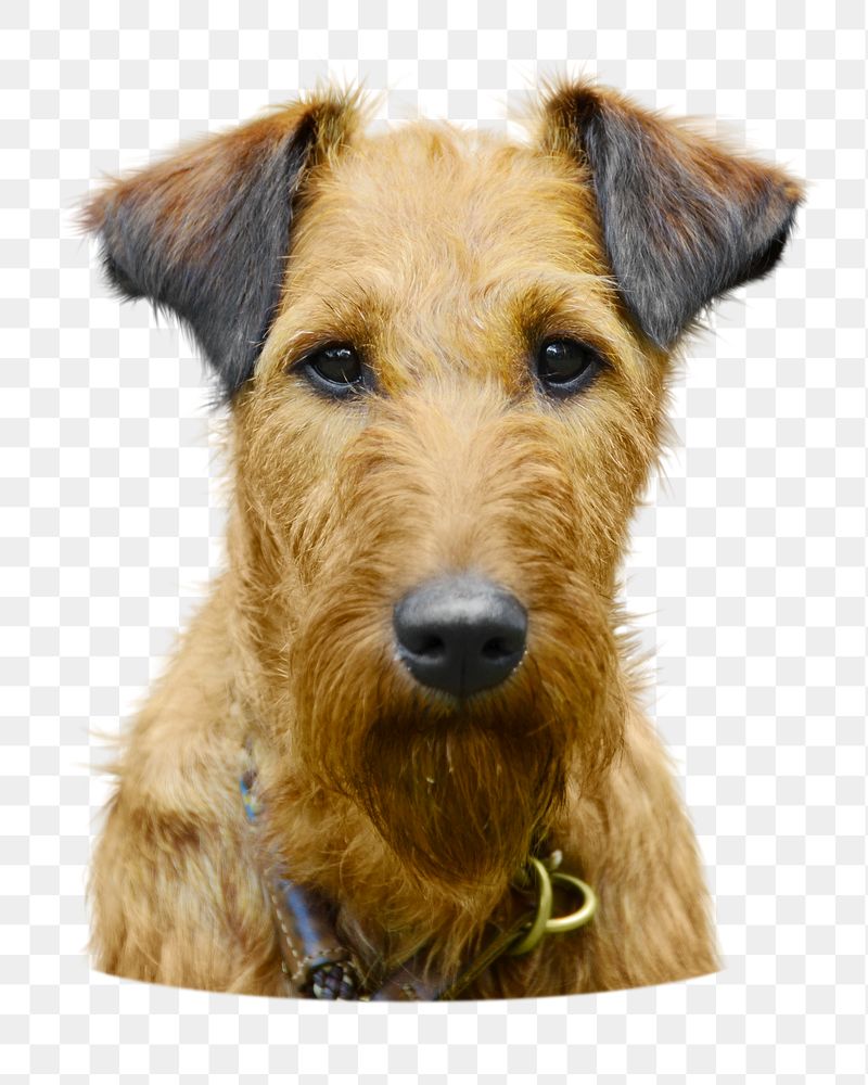 Png Irish terrier dog sticker, | Free PNG - rawpixel