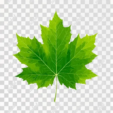 PNG Isolated Green Maple Leaf Illustration PNG Isolated Green Maple Leaf Illustration