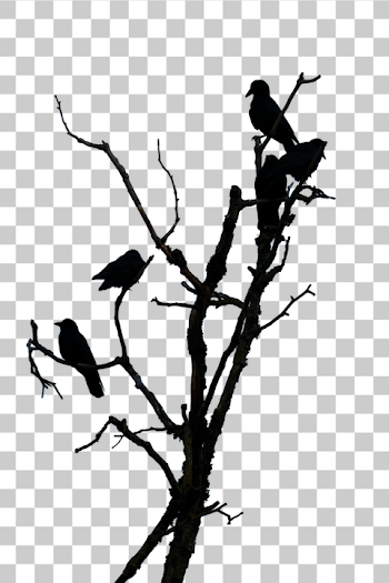 PNG Isolated Twisted Tree Branch with birds