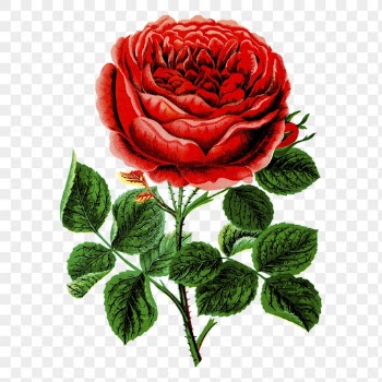 Png John hopper rose clipart, | Free PNG - rawpixel