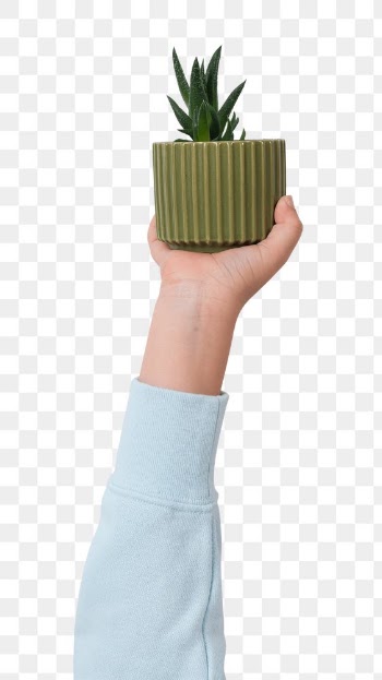 Png kid's hand mockup holding potted aloe… | Free stock illustration | High Resolution graphic
