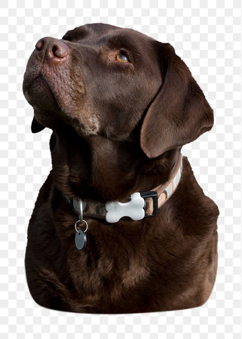 Png Labrador retriever dog  | Free PNG - rawpixel
