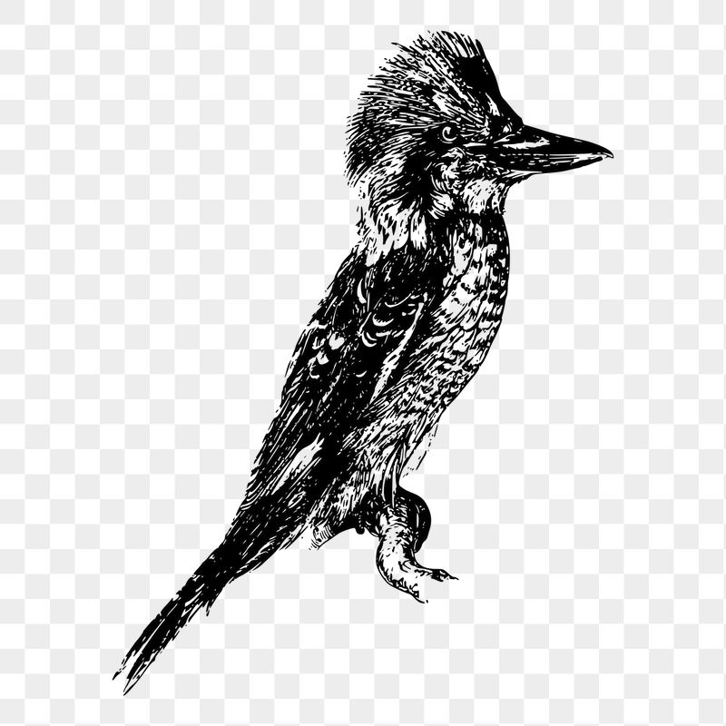 PNG laughing jackass bird sticker | Free PNG - rawpixel
