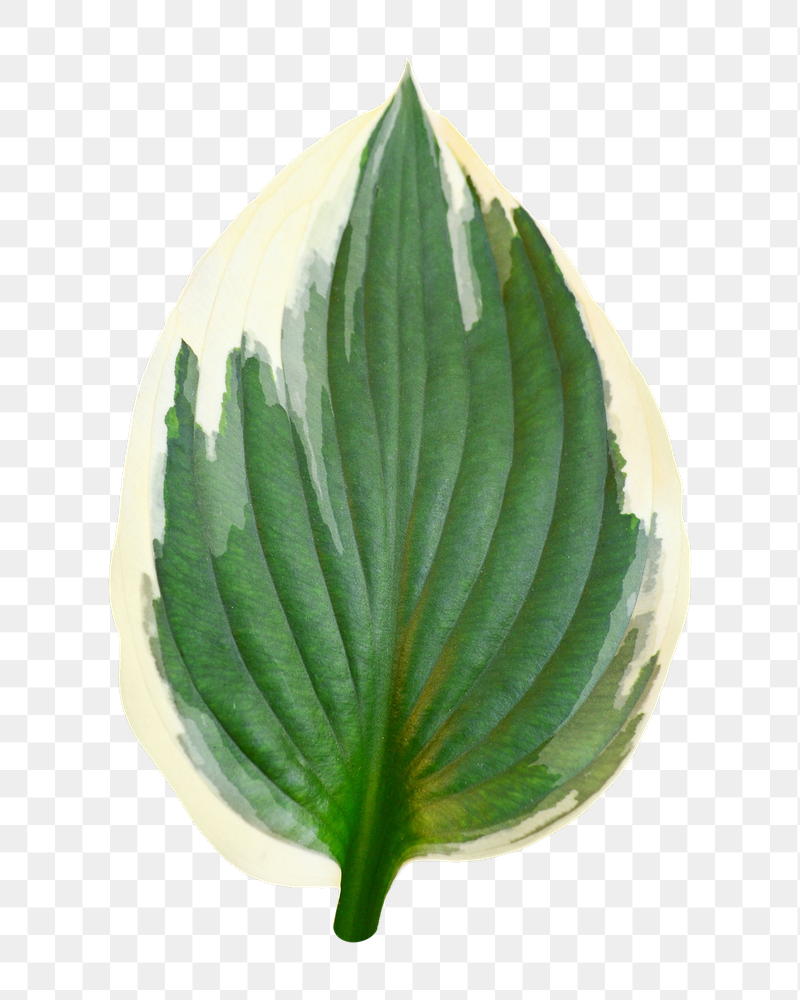 Png leaf sticker, transparent background | Free PNG - rawpixel
