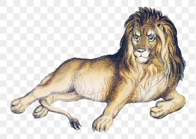 Png lion sticker, wildlife vintage | Free PNG - rawpixel