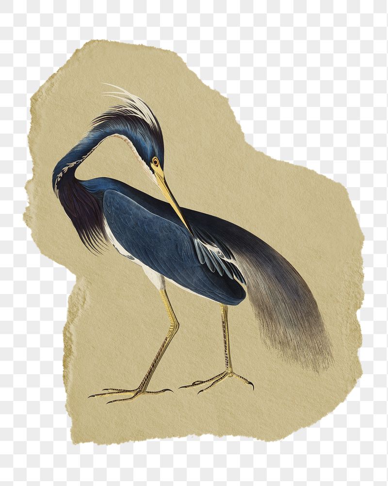 Png Louisiana Heron sticker, blue | Free PNG - rawpixel