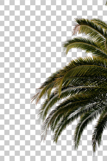 PNG Lush Green Palm Leaves
