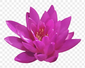 PNG magenta water lily, flower | Free PNG - rawpixel