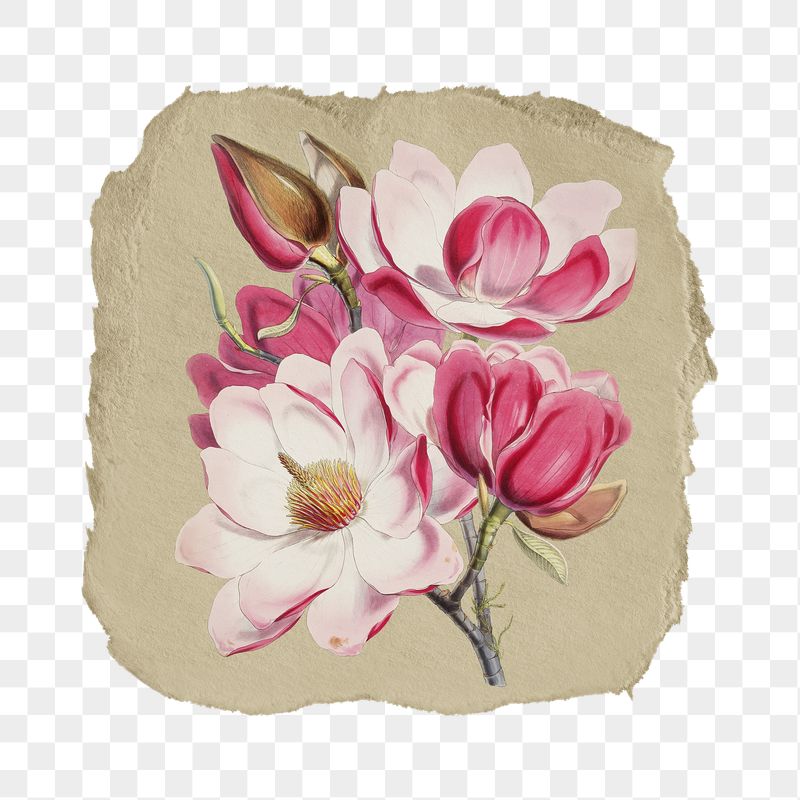 Png Magnolia campbellii sticker, flower | Free PNG - rawpixel