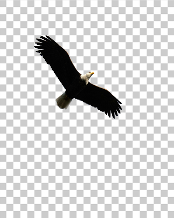PNG Majestic Bald Eagle in Flight