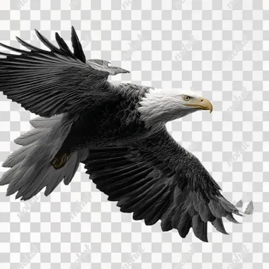 PNG Majestic Bald Eagle in Flight PNG Majestic Bald Eagle in Flight