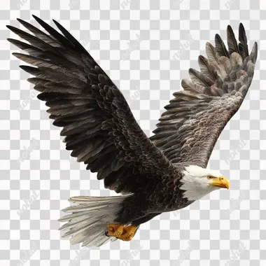 PNG Majestic Bald Eagle in Flight PNG Majestic Bald Eagle in Flight