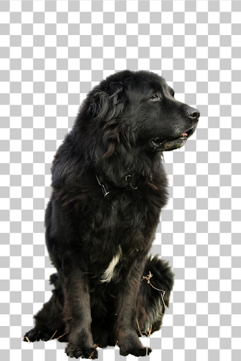 PNG Majestic Black Newfoundland Dog Profile