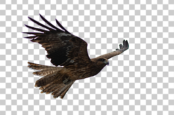 PNG Majestic Hawk in Flight