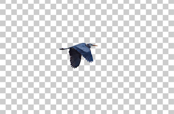 PNG Majestic Heron in Flight