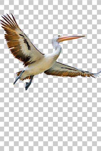 PNG Majestic Pelican in Flight