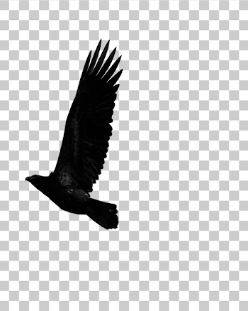 PNG Majestic Raven in Flight