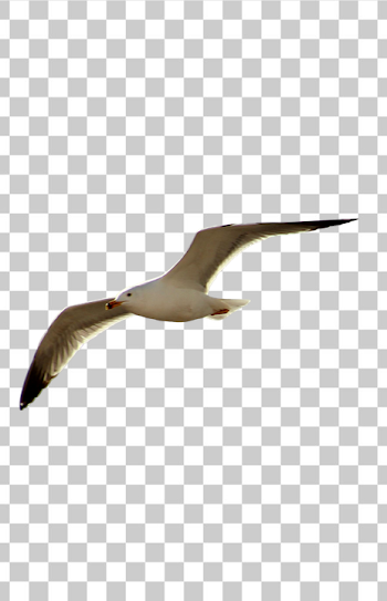 PNG Majestic Seagull in Flight