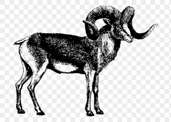 Png marco polo sheep clipart, | Free PNG - rawpixel
