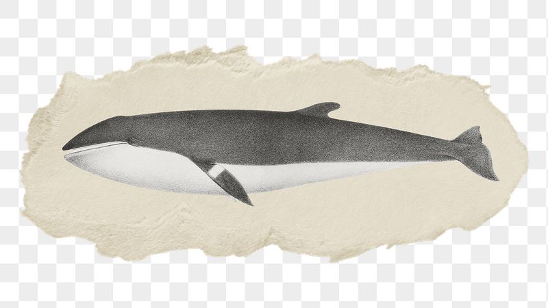 Png minke whale sticker, marine | Free PNG - rawpixel