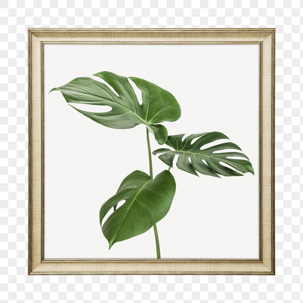 Png monstera leaf framed sticker, | Free PNG - rawpixel