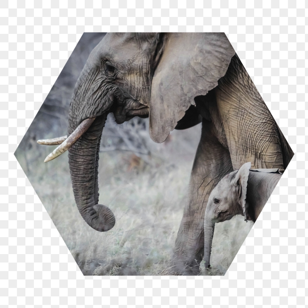 Png mother, baby elephants badge | Free PNG - rawpixel