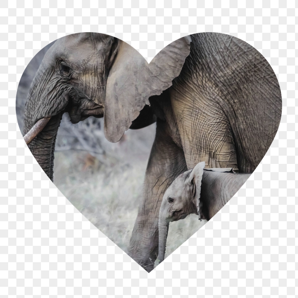 Png mother, baby elephants badge | Free PNG - rawpixel