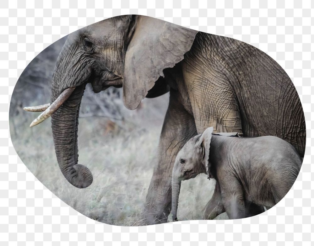 Png mother, baby elephants badge | Free PNG - rawpixel