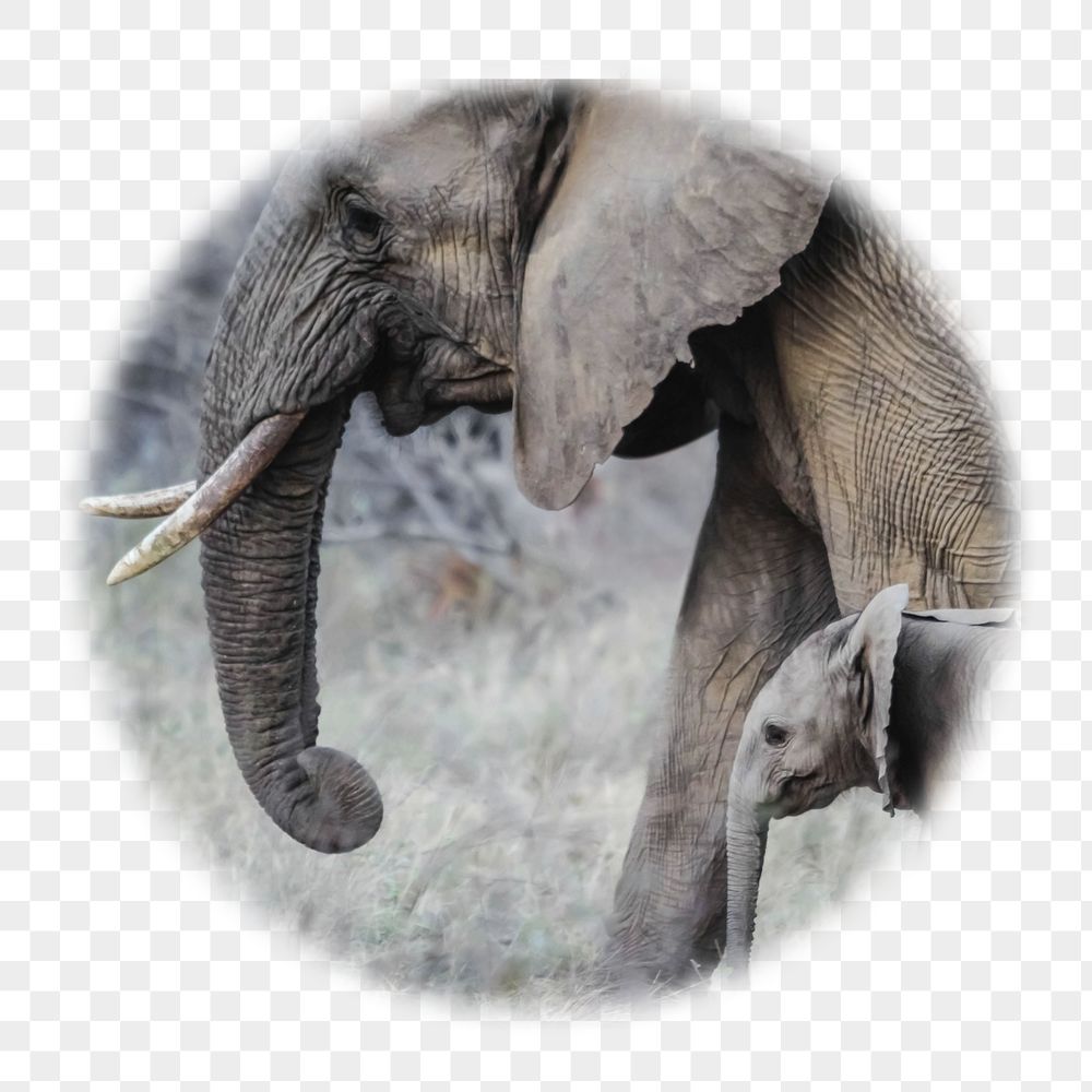 Png mother, baby elephants badge | Free PNG - rawpixel