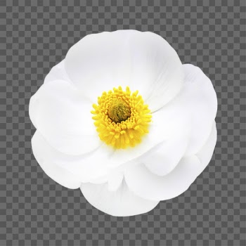 PNG mountain buttercup, white flower | Free PNG - rawpixel