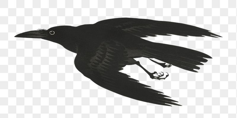 Png Ohara Koson's Crow sticker, | Free PNG - rawpixel