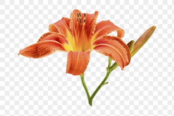 PNG orange daylily, flower collage | Free PNG - rawpixel