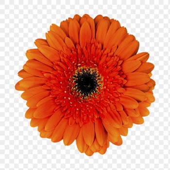 PNG orange gerbera daisy, flower | Free PNG - rawpixel