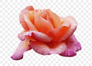 PNG orange rose, wet flower | Free PNG - rawpixel