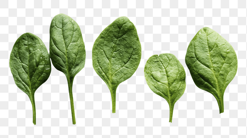 PNG organic spinach leaf sticker, | Free PNG - rawpixel