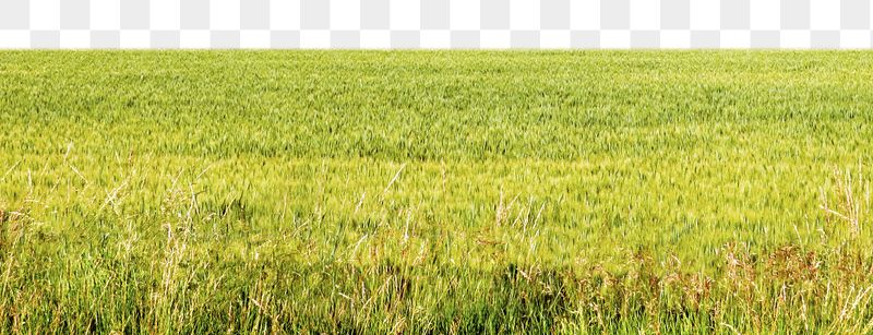 Png paddy field border, transparent | Free PNG - rawpixel