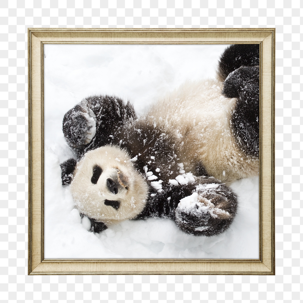 Png panda framed sticker, on transparent | Free PNG - rawpixel