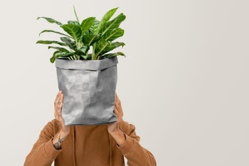 Png paper plant pot mockup with dumb cane… | Free stock illustration | High Resolution graphic