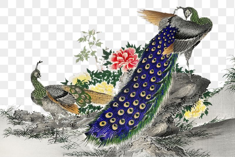 Png peacock sticker, bird vintage | Free PNG - rawpixel