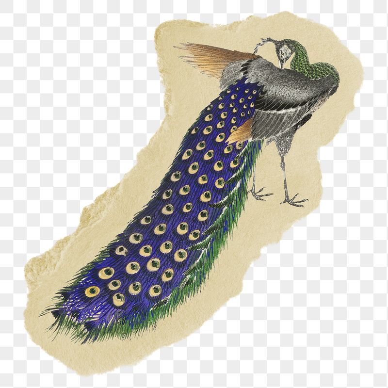 Png peacock sticker, Japanese vintage | Free PNG - rawpixel