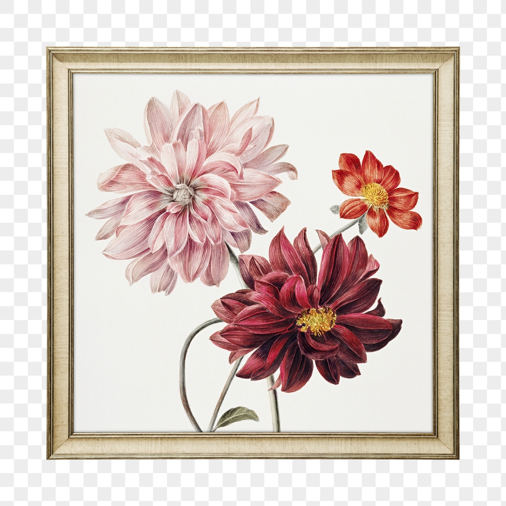 Png peony flower framed sticker, | Free PNG - rawpixel
