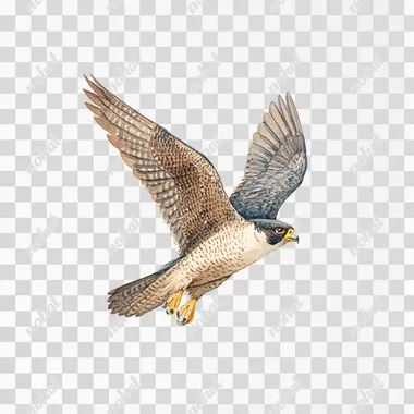 PNG Peregrine Falcon Clipart Illustration PNG Peregrine Falcon Clipart Illustration