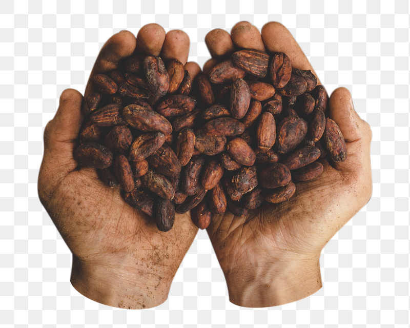 Png person holding cocoa beans | Free PNG - rawpixel